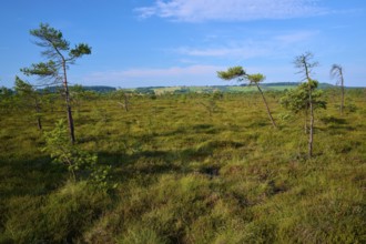 Small moor pine trees stand in moor landscape under blue sky with few clouds, Schwarzes Moor,