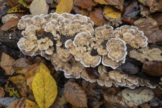 Oak layer fungus (Stereum gausapatum), Emsland, Lower Saxony, Germany, Europe