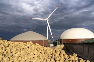 Biogas plant produces gas from various biomass, here the sugar beet storage, the electricity is