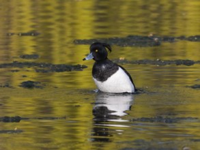 Reiherente (Aythya fuligula), Männchen steht auf einem See im Wasser und schüttelt sein Gefieder