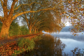 Autumn colours on the Platanen Allee, Hardenberg Ufer, lakeside path on Lake Baldeney, near Haus