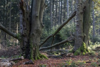 Beech forest (Fagus sylvatica) in autumn foliage, Emsland, Lower Saxony, Germany, Europe