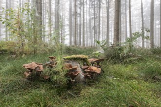 Armillaria polymyces (Armillaria ostoyae) in a foggy forest, Emsland, Lower Saxony, Germany, Europe