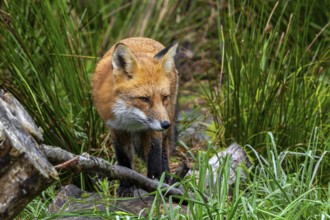 Red fox (Vulpes vulpes) foraging in marshland in autumn, fall