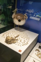 Spotted porcupine fish, Diodan Hystrix, archaeological site and museum of Templo Mayor, Mexico