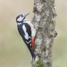 Great spotted woodpecker (Dendrocopus major) male on a birch tree, wildlife, woodpeckers, nature