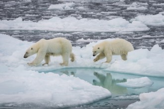 Polar bears (Ursus maritimus) on the pack ice at 82 degrees north, mother with cubs, Svalbard