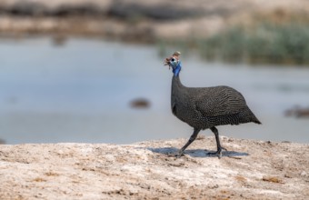 Helmeted guinea fowl (Numida meleagris), guinea fowl at the waterhole, Nxai Pan National Park,