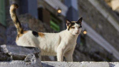 A cat stands curiously on a staircase with a building in the background, cat (n), Olymbos, mountain