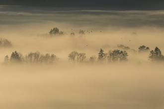 Foggy mood, fog, morning light, backlight, autumn, Loisach-Lake Kochel-Moor, foothills of the Alps,