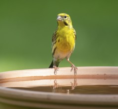 Serinus serinus (Serinus serinus) standing on a bird bath, Lower Saxony, Germany, Europe