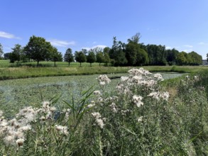 Field thistle (Cirsium arvense), in the background landscape on Herrenchiemsee with large canal in