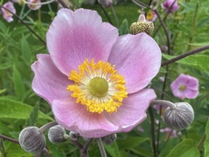 Vine-leaved anemone, vine-leaved anemone (Eriocapitella vitifolia)