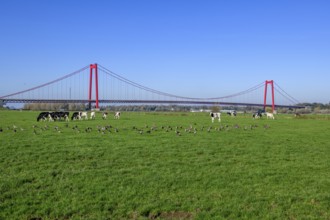 View over Rhine meadows on the left bank of the Rhine to earth-anchored suspension bridge nicknamed