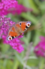 Peacock butterfly (Inachis io) sucking nectar on butterfly bush (Buddleja davidii), in a natural