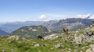 Alpine ibex (Capra ibex), two animals in front of a mountain landscape, Aiguille Rouges, Chamonix,