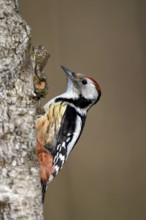 Middle spotted woodpecker (Dendrocopos medius), Dingdener Heide nature reserve, North