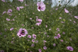 Pink wildflowers, bumblebee sitting on flower, Royal Botanic Gardens (Kew Gardens), UNESCO World