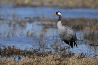 Common crane (Grus grus), Hornborga, Sweden, Europe