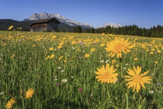 Flower meadow, mountain flowers, hut, sunny, spring, mountain landscape, hummocky meadows, behind