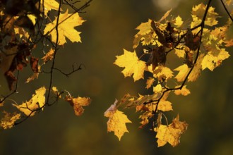 Plane tree, Oriental plane (Platanus orientalis), autumnal coloured leaves against the light,