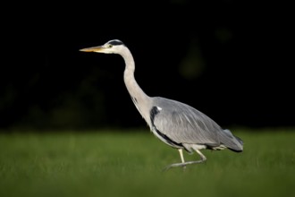 Grey heron (Ardea cinerea), animal portrait, Rosensteinpark, Stuttgart, Baden-Württemberg, Germany,