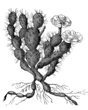 Cactus, Opuntia filipendula, with flower, illustration from 1890, historical, digital reproduction