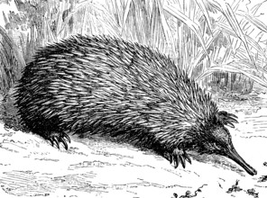 Short-beaked echidna, Tachyglossus aculeatus, illustration from 1885, historical, digital