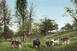 Meadowland near Montreal, Canada, digitally restored reproduction from a 19th century original,