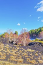 Birch trees (Betula aetnensis) sprouting and coming out of volcanic ground, Etna, Sicily, Italy,