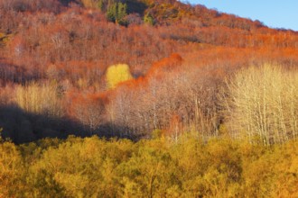 Etna National Park forest, Etna, Sicily, Italy, Europe