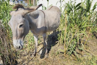 Mule standing, Serifos Island, Cyclades Islands, Greece, Europe