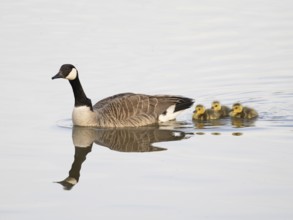 Canada Goose (Branta canadensis), female with three goslings swimming across lake, Hesse, Germany,