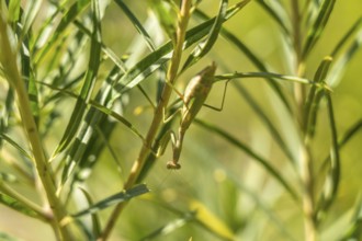 European mantis Mantis religiosa, Preveli, Crete, Greece, Europe