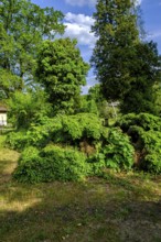 Cemetery idyll, historic Protestant cemetery of Pokoj, Namyslow District, Opole Voivodeship, Upper