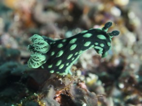 Green nudibranch with dots, neon star snail (Nembrotha cristata), on a coral reef, dive site SD,