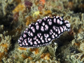 Black-pink nudibranch with striking pattern, pustule warty snail (Phyllidiella pustulosa), on