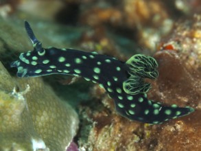 Green nudibranch with dots and bright green pattern, neon star snail (Nembrotha cristata), on