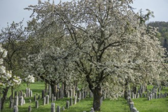 Flowering cherry trees (Prunus avium) in the Jewish cemetery, laid out in 1734, last burial in