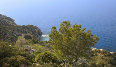 Landscape, vegetation on the north-west coast, Majorca, Balearic Islands, Spain, Europe