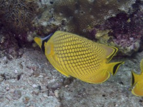 A bright yellow fish with a black pattern, large scale butterflyfish (Chaetodon rafflesii), next to