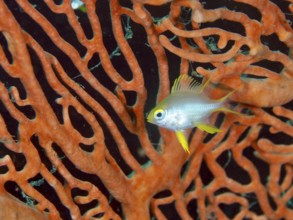 Small fish, Golden damselfish (Amblyglyphidodon aureus) juvenile, amidst orange coral structures,