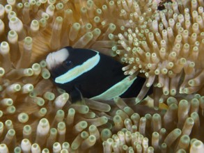 Black and white anemonefish, Clark's anemonefish (Amphiprion clarkii) melanistic, swimming in a sea