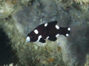 Black-and-white fish with spots, armpit pigmy wrasse (Bodianus axillaris) juvenile, swimming near a