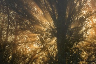 Rays of the rising sun through trees in the morning mist at sunrise. Bas rhin, Alsace, France,