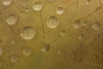 Water dripping on a leaf in autumn. Bas rhin Alsace, France, Europe