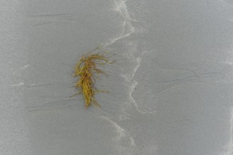 Seaweed on the sand. Camaret, Crozon, Britain, France, Europe