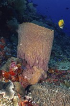 Barrel sponge, barrel sponge (Xestospongia testudinaria) with tropical fish, yellow butterflyfish,