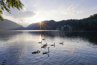 Hoeckerschwäne (Cygnus olor), sunset, Alpsee, near Fuessen, Ostallgaeu, Bavaria, Germany, Europe