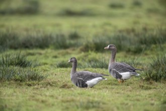 White-fronted Geese (Anser albifrons), East Frisia, Lower Saxony, Germany, Europe